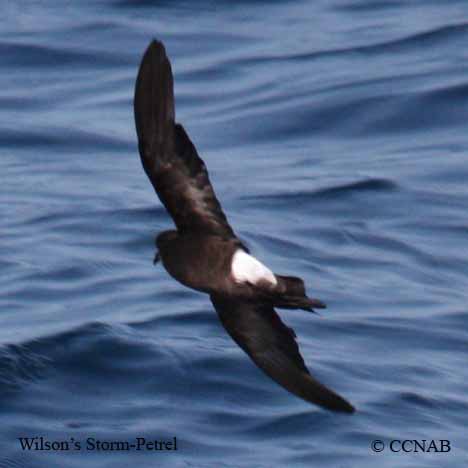 Wilson's Storm-Petrel