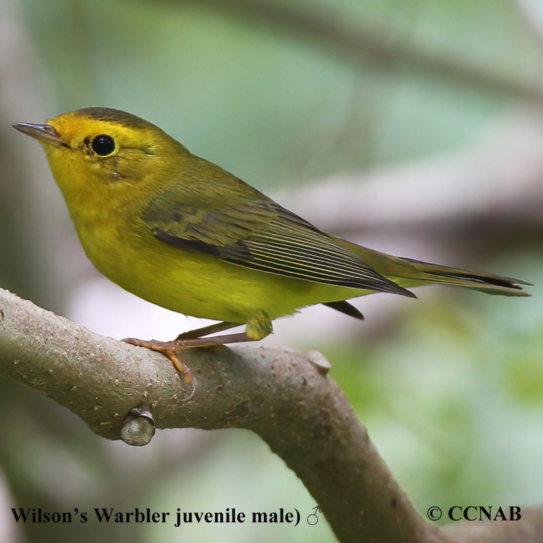 Wilson's Warbler