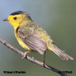 Wilson's Warbler range map