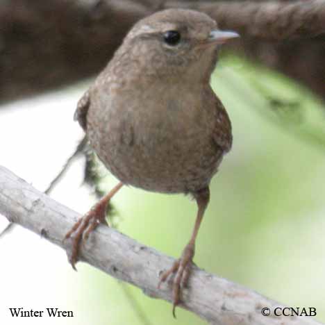 Winter Wren