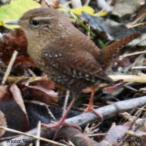 brown birds, pictures of brown birds