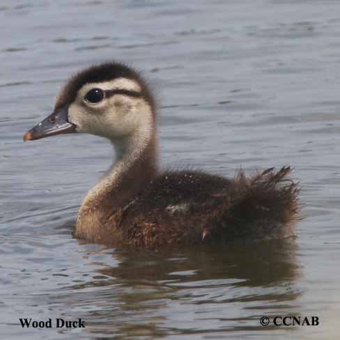 Wood Duck