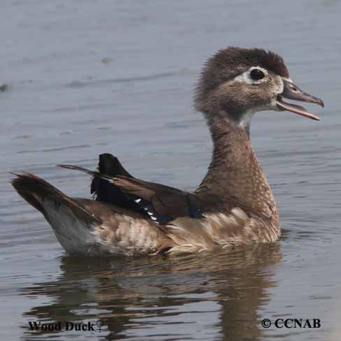 Wood Duck