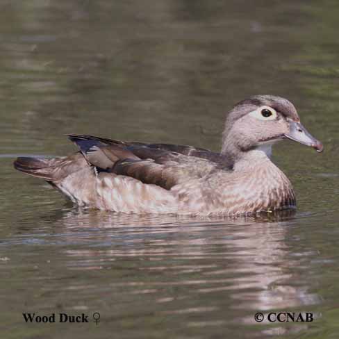 Wood Duck