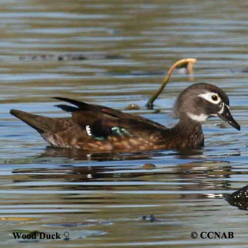 Wood Duck