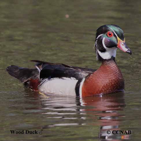 Wood Duck