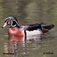 Wood Duck range map