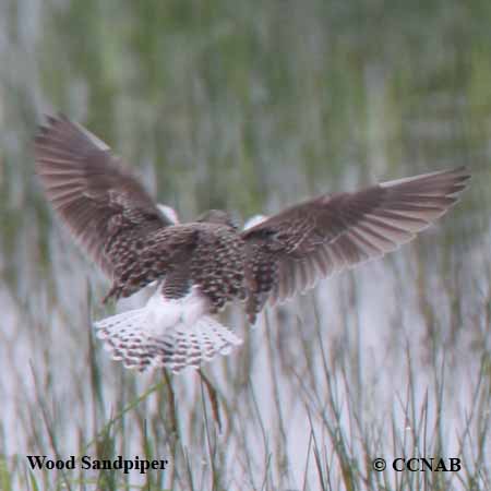 Wood Sandpiper