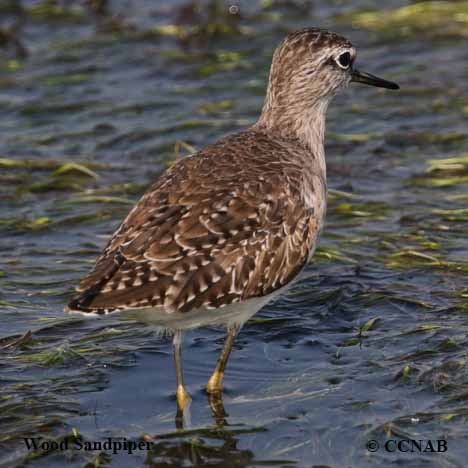 Birds of North America