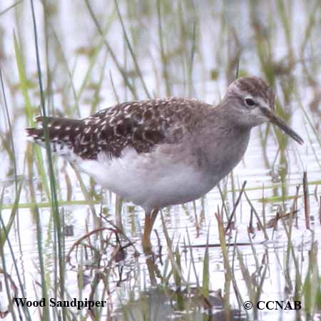 Wood Sandpiper