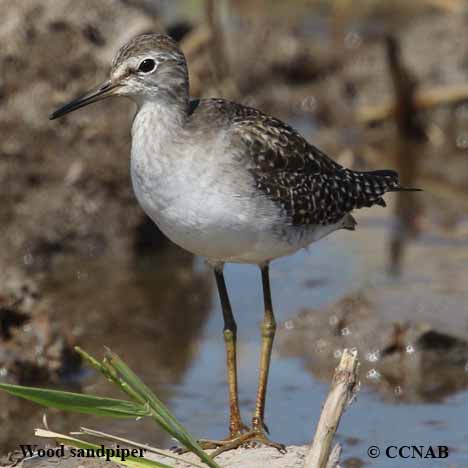 Wood Sandpiper