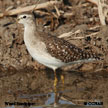 Wood Sandpiper range map