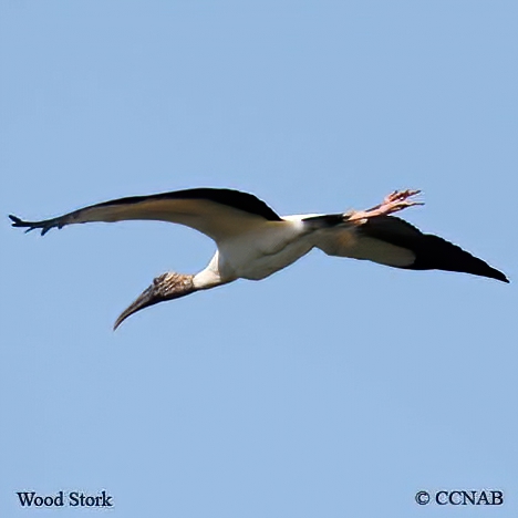 Wood Stork