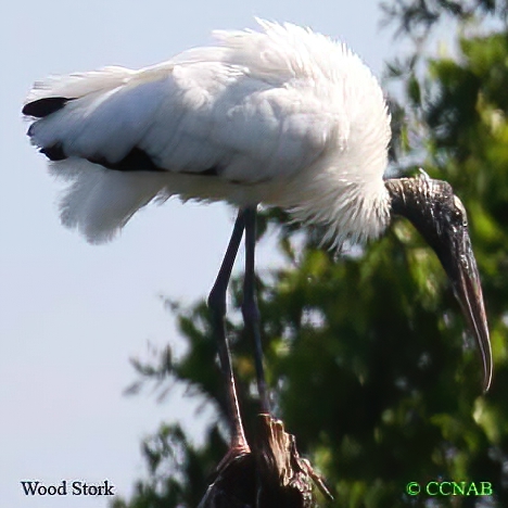 Wood Stork