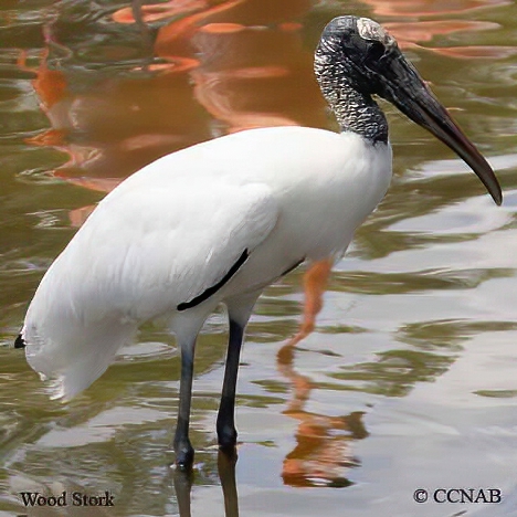 Wood Stork
