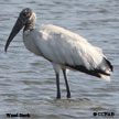 Wood Stork