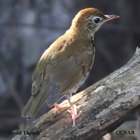 Wood Thrush