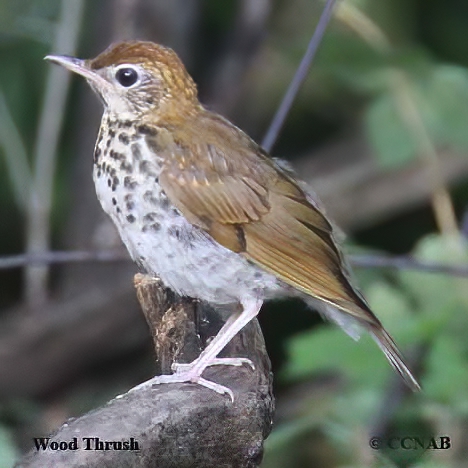 Wood Thrush