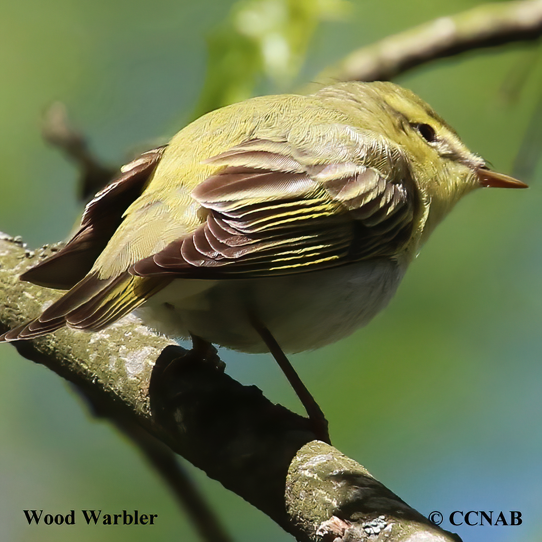 Wood Warbler