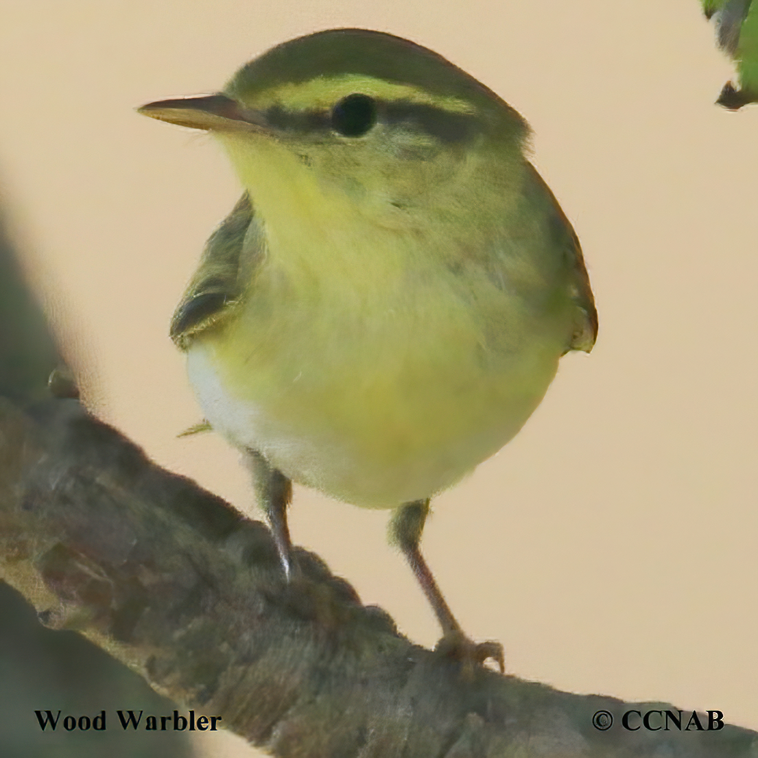 Wood Warbler