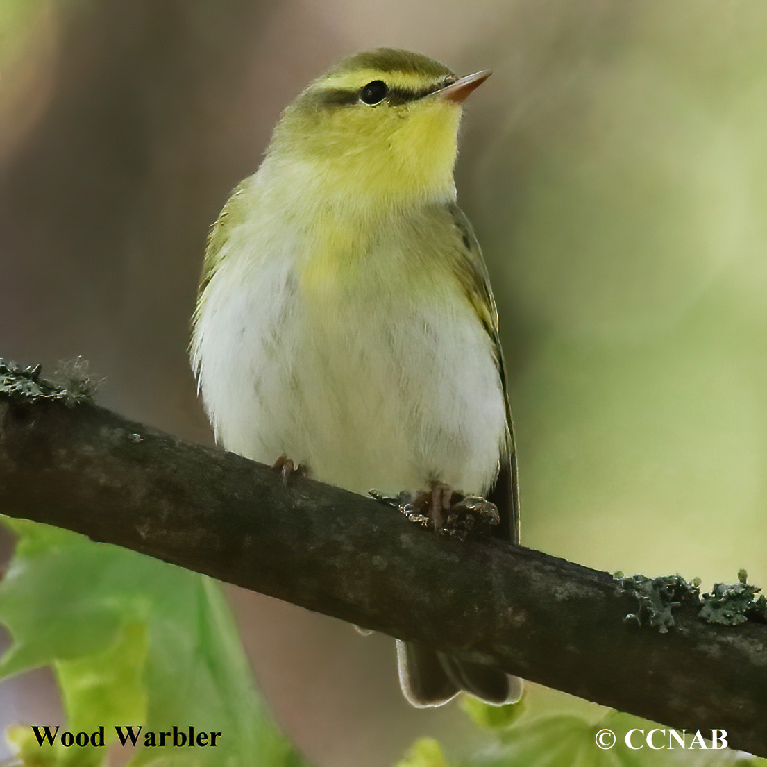 Wood Warbler