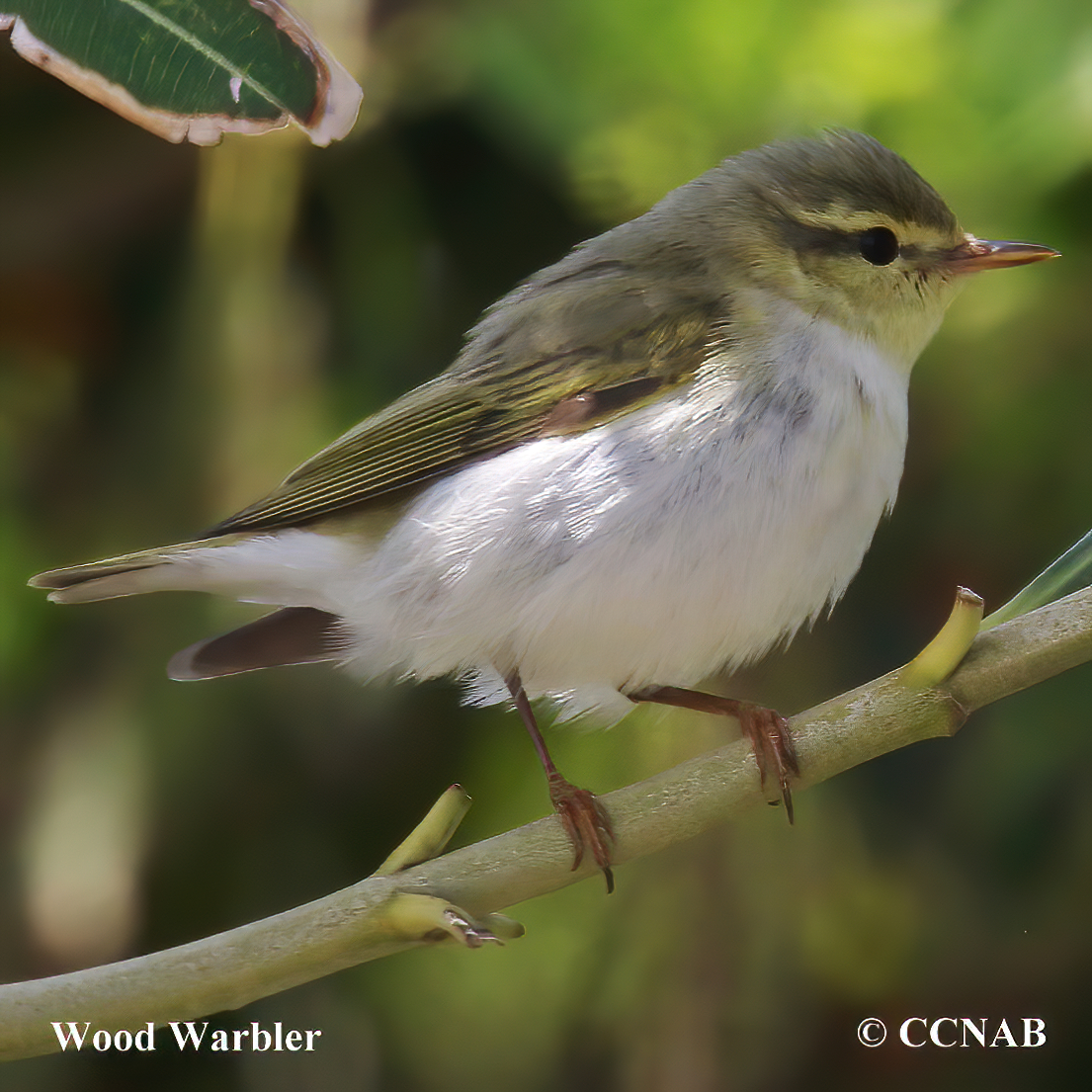 Wood Warbler