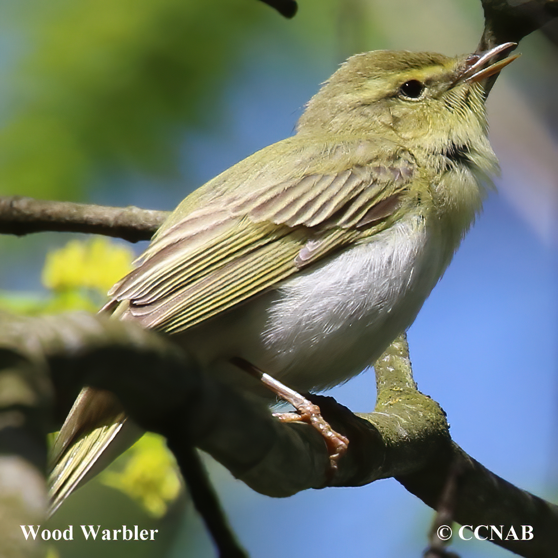 Wood Warbler