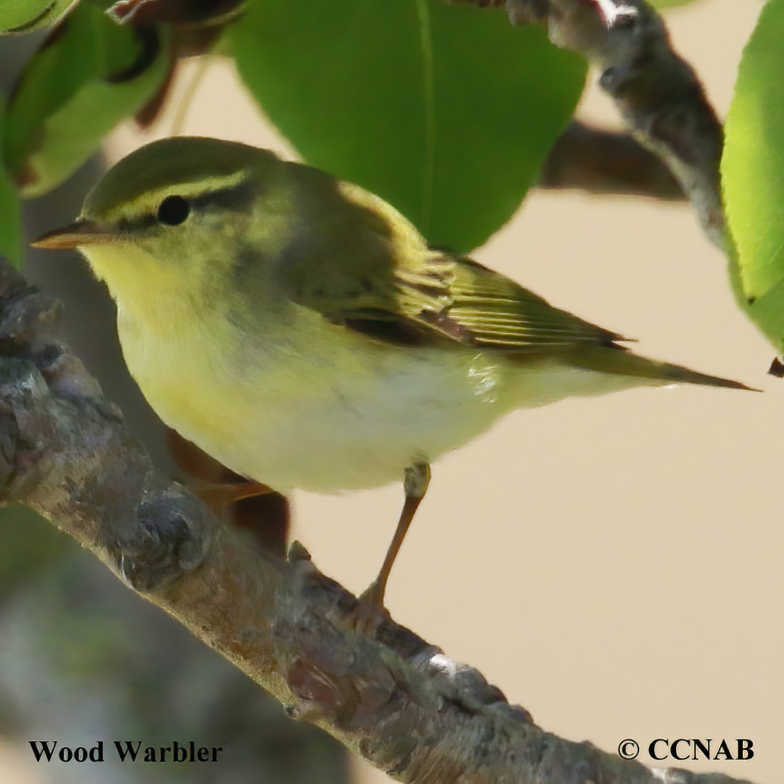 Birds of North America