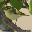 Wood Warbler range map