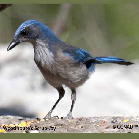 Woodhouse's Scrub-Jay