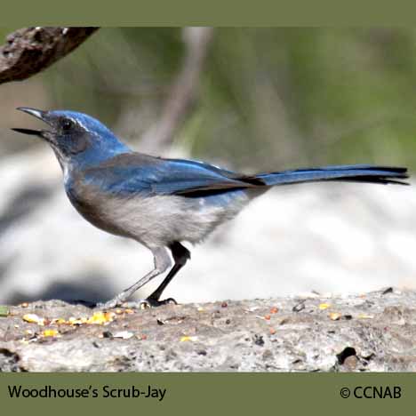 Woodhouse's Scrub-Jay