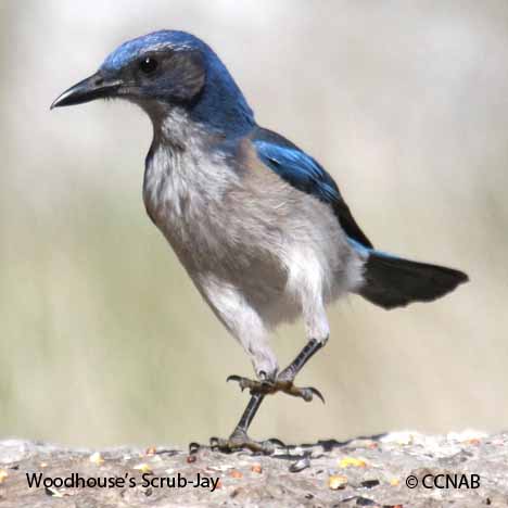 Woodhouse's Scrub-Jay