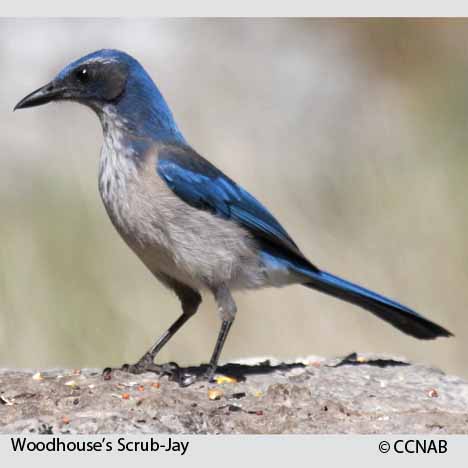 Birds of North America