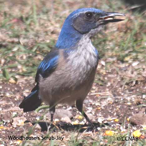 Woodhouse's Scrub-Jay