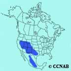 Woodhouse's Scrub-Jay range map