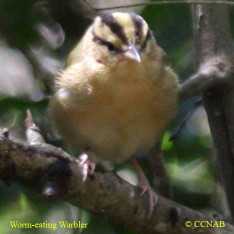 Worm-eating Warbler