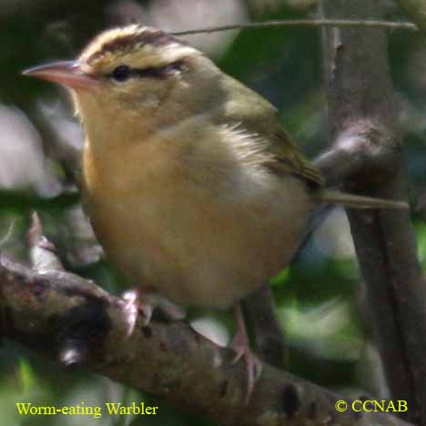 Worm-eating Warbler