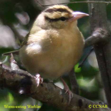 Worm-eating Warbler