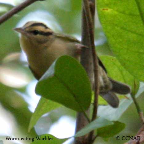 Worm-eating Warbler