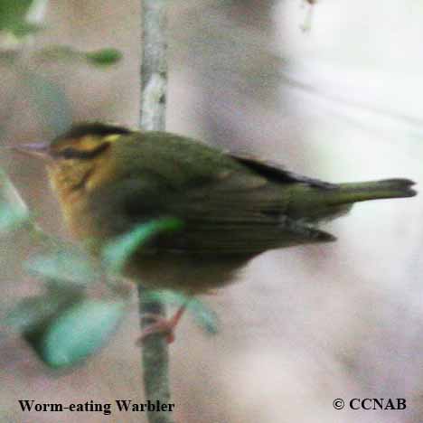 Worm-eating Warbler