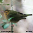 Worm-eating Warbler range map