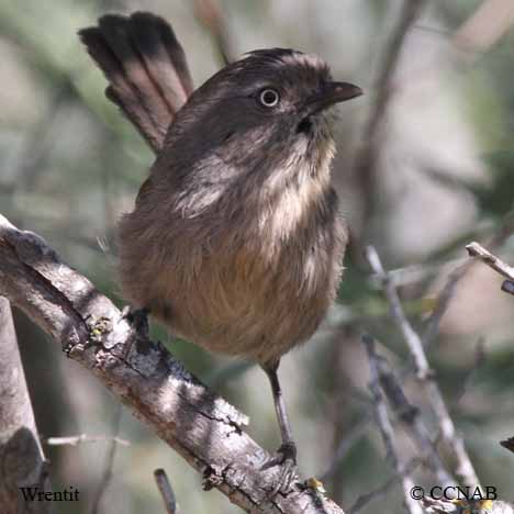 Wrentit