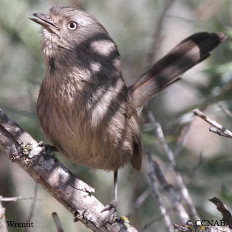 Wrentit