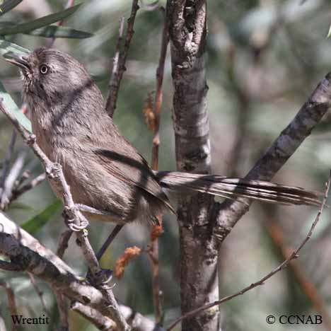 Birds of North America
