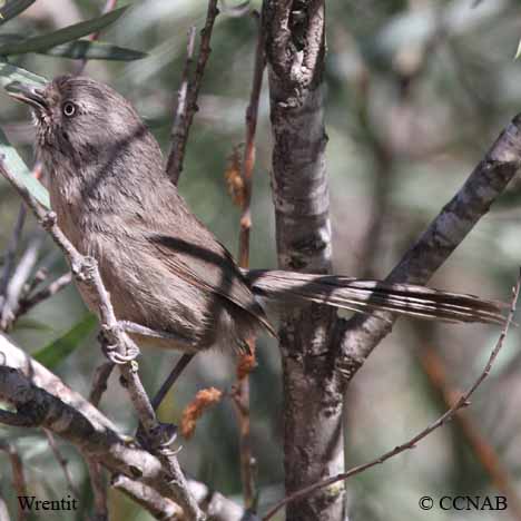 Wrentit