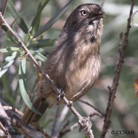 Wrentit