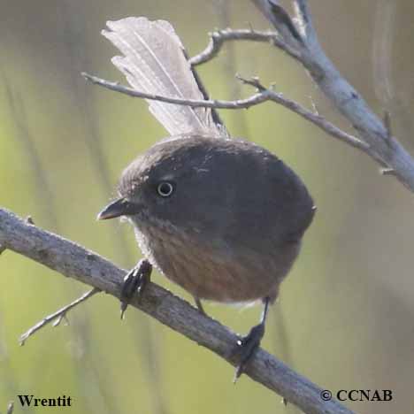 Birds of North America