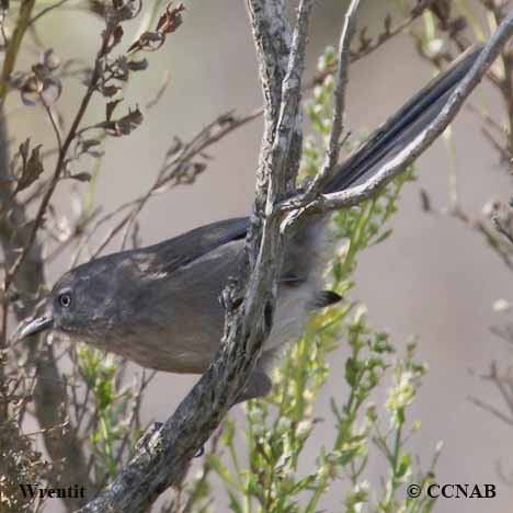 Birds of North America