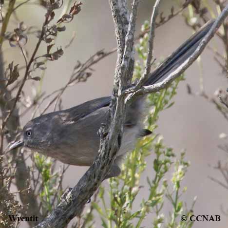 Wrentit