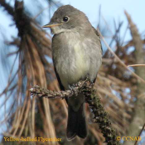 Yellow-bellied Flycatcher